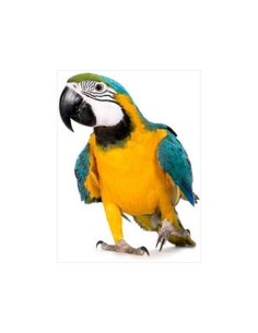 JAULA TUCAN 61'5 X 56'5 X 168 CM. 2