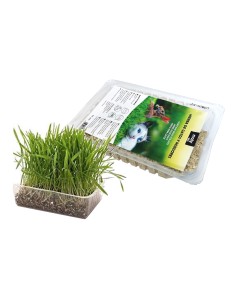 MOLY HIERBA PARA GATOS