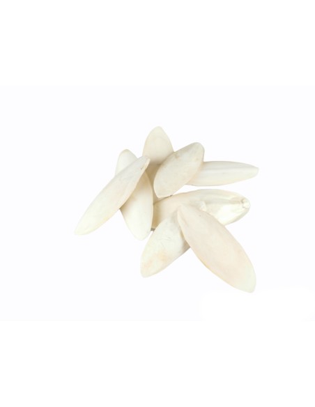 MOLY HUESO DE JIBIA bolsa 50 pzas 15 CM -