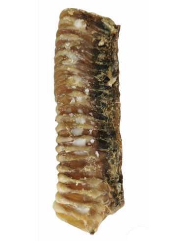 TRAQUEA DE TERNERA PARA PERROS 2 UNIDADES 15-17 CM - 